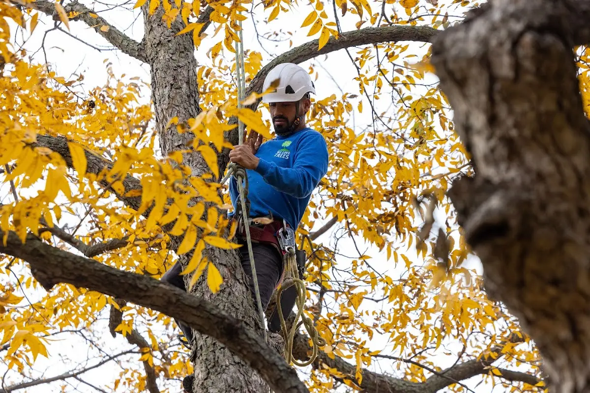 Skilled Tree Transplanting crew working in Eastville